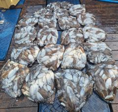 매일 출항합니다 ㅡ군산 먼바다 갑오징어 10.9