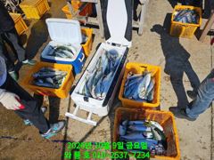 10월9일 삼치,방어, 오늘도 제대로 터졌습니다!!^^(토욜오후 여유석) 사진