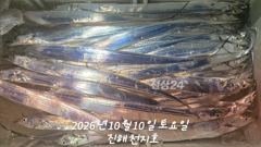 2026년 10월 09일 금요일 내만 갈치 조황