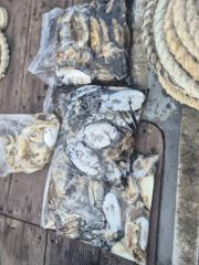 [쭈갑백조황] [뉴행진호] 26년 10월 09일 갑오징어 조황
