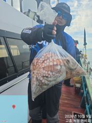 고흥 은비호 10월 9일 문어 조황