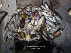 ★만진1호 10월9일 무늬오징어조황!