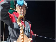 야간문어 덩치들~ 사진