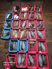 [통영] 팁런)10/8 K급3수외 무시무시~(1500만원 이벤트)