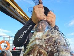 10/9. 군산. 웅비1호. 갑오징어가. 온바다에. 천지에요.
