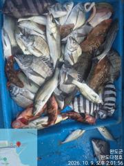 다정호 조황입니다 사진