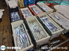 백도 거문도권 갈치낚시 조황소식 올려봅니다 사진