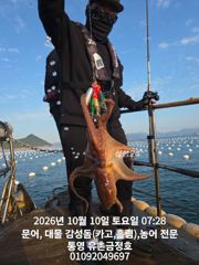 통영 금정호 오전문어 아침부터 묵직한 손맛 좋습니다 오늘 오후, 내일자리여유있습니다