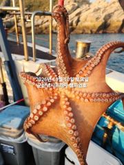10일, 군산 왕문어 시즌~덩치급 왕문어가 낚여요~오늘도 어김없이~실시간~군산낚시프라자 챔피언호