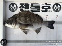 [거제] (실시간)5짜 까비..5짜급 대물 감성돔 HIT~젠틀호(11일 …
