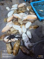 [여수 청홍낚시] 10월9일 씨알 좋은 여수 갑오징어!12일(월)부터 몇 자리씩 여유 있습니다.