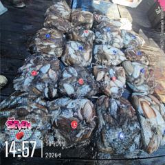 백갑 오버 여러 명!｜군산 뉴세븐호 10월 9일 주간 갑오징어 조황