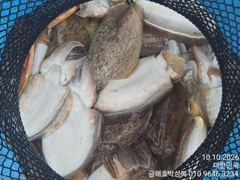돼지뚱갑오징어 잡으로 오세요 싸이즈가 예술입니다