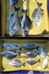 어초 가을 감시흘림 4짜3짜 조황 월욜 자리여유