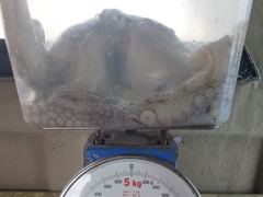 [진해] 10/10 대물돌문어 2300g1400g외 중치급 왕창.. (… 사진