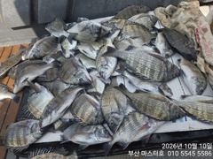 [부산] 부산 가덕 마스터호 감성돔 조황