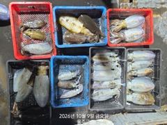 강양호 9일 야간 무늬 조황 ᆢ