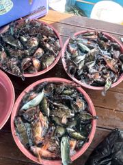 10.10 [사천] 삼천포 물새호 낮볼락조황~ 내일문어출조예약중
