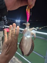 갑오징어