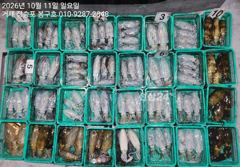 10월 10일 무늬오징어(팁런) 조황입니다