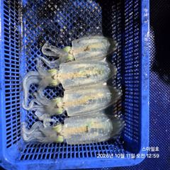 (무늬오징어)138수~내만팁런 시즌 절정~스마일호(오늘 예약)