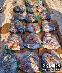 [여수,광양] [여수나라2호]-이번주 돌문어 출조합니다. 키로급 문어 마릿수까…