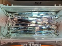 [진해] 내만갈치 11일입항 쉴시간이없어요 던지면 물거든요 오늘예약가능합…