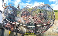 (실시간)벌써 두 자릿수 네분~문어 밭 난리법석~고고써니호(12일 예약)