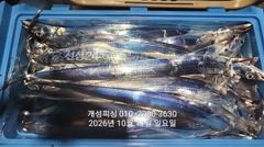[진해] 준내만 텐빈 은빛 갈치 3지급 느나느나 조황 오늘 무조건 출항 …
