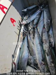[경주] 11/일, 오전ㅡ대삼치, 고시, 중방, 알방!(고시삼치 너무 많…
