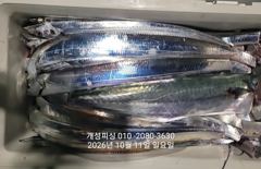 준내만 텐빈 은빛 갈치 3지급 느나느나 조황 오늘 무조건 출항 자리여유 사진
