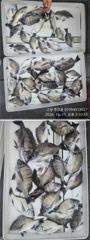 ((경남고성 주인호))주인호 일요일 감성돔 조황입니다.월요일 예약가능 사진