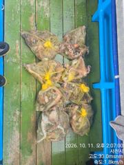 [사천] 삼천포 제일호 돌문어 조황!!