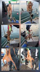 [고성] "기록갱신" 개인등위 변경