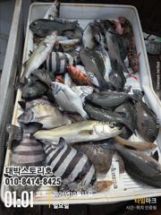 [통영] 감성돔, 돌돔과 농어까지 판떼기 가득 채웠습니다~!!!