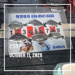 해양레저 흘림 감성돔 조황