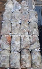10월11일 왕문어 대잔치... 군산 홈런호 주간 문어 마무리 조황 입니다.최고선단 홈런호 짱....조사님들 수고 하셨습니다.