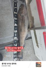 임원항 탐라호 왕대구 조황 입니다