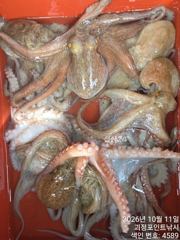 ~~*11일 굵직한돌문어 키로급 중치급 제법많이 잡고~~(예약가능)*~~ 사진
