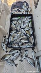[마산] 많이 물어 줍니다 55수 정도