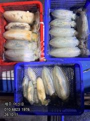 "제주 어신호" 10월 10일 무늬팁런조황
