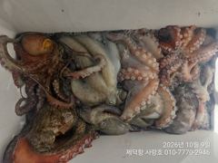 "돌문어"오늘도 1600g1300g1100g외 KKK키로들 대물잔치 13수12수11수10수외 3자릿수 팍~팍~(내일예약가능) 사진