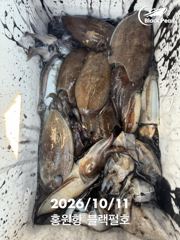 10/11 홍원항 블랙펄호 쭈꾸미,갑오징어.... 손님고기 문어... 사진