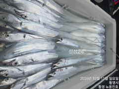대갈치들로 쿨러가득!! 오늘자리야유 사진