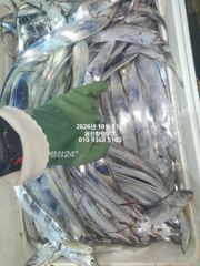 [마산] 내만갈치)연속적으로 퍼담습니다~호조황 이어갑니다~예약중