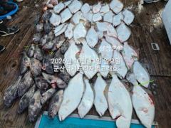 11일,"대광어"대박시즌~다양한 어종~오늘은 붉바리~참돔,개우럭등 풍성~내일도 갑니다~~군산낚시프라자 범고래호 사진