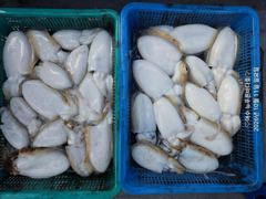 11일 갑오징어 조황입니다(수요일선비:7만원..11자리 여유 있습니다)