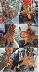 [진해] 돌문어 굵은씨알 마리수 조황 (이벤트)