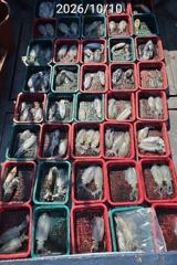 [진해] 진해 무늬팁런 장원 20수 연일 꾸준한조황 손맛굿