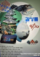 [거제] "거제 비버호" 감성돔 흘림 조황(13일 예약가능).
